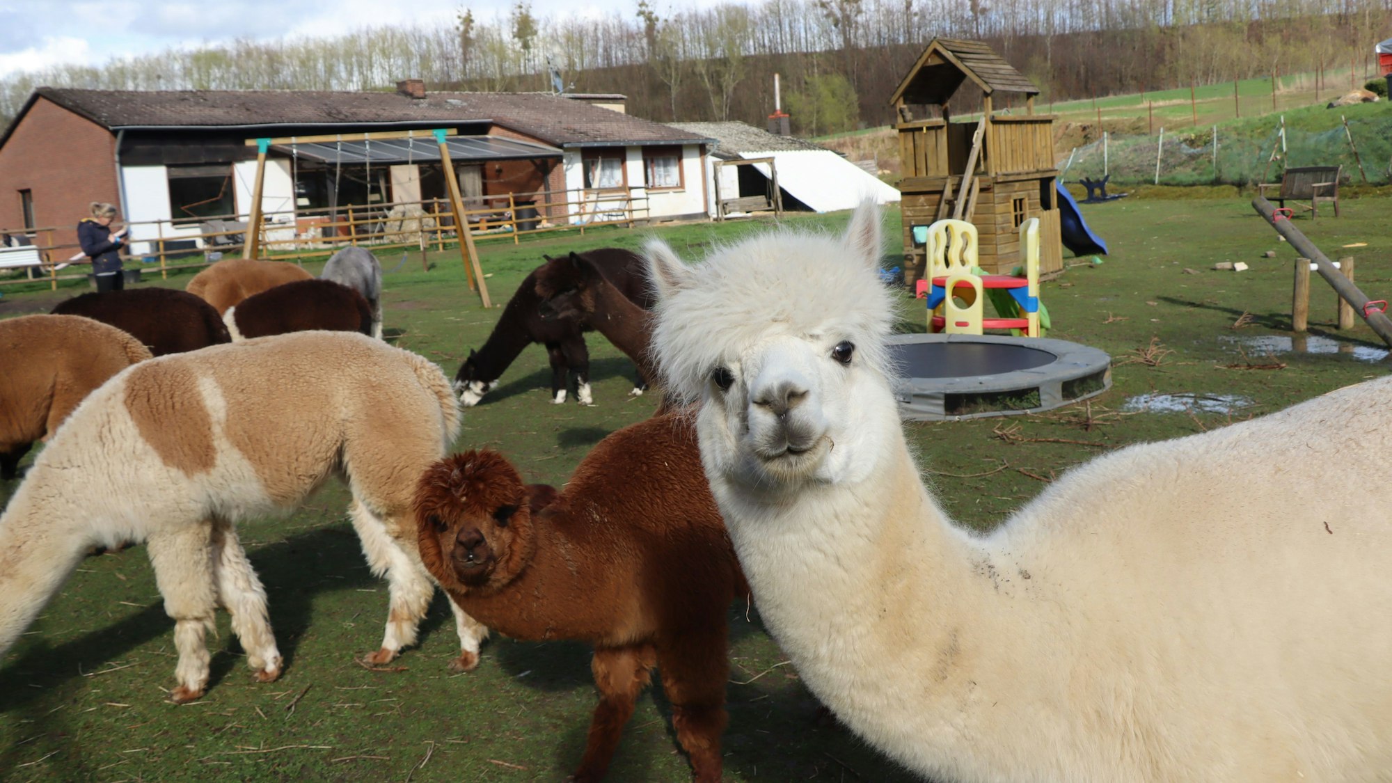 Mehrere Alpakas stehen auf einer Wiese. Ein braunes im Hintergrund und ein helles Alpaka im Vordergrund blicken neugierig in die Kamera.