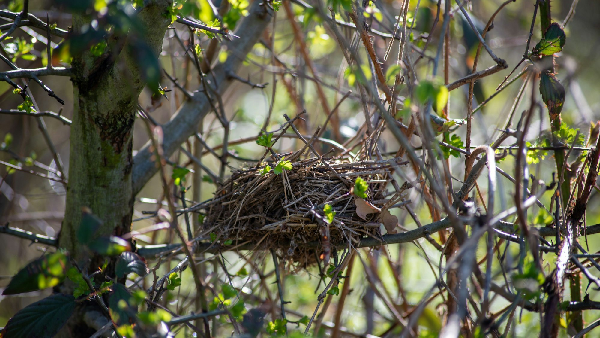 Ein Nest im Stadtwald.