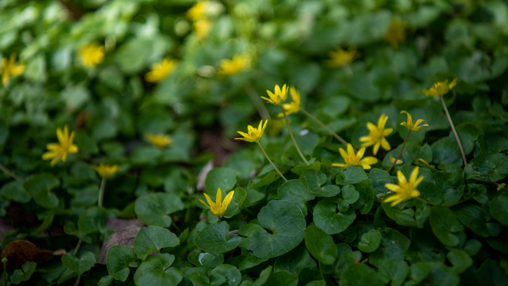 Schabockskraut im Euskirchener Stadtwald