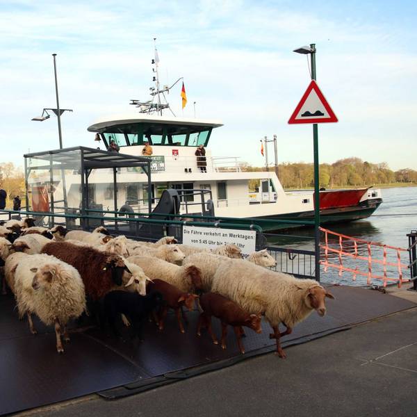 Schafe und Ziegen verlassen in Königswinter die Rheinfähre.