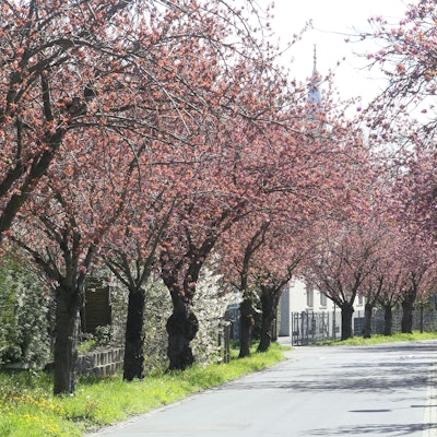 Fast in voller Pracht blüht derzeit die Kirschbüten-Bäume in der Kirschblüte Premnitzer Straße in Niederkasel Lülsdorf-Ranzel.