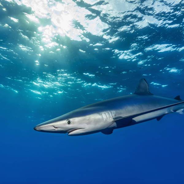 Ein Blauhai (Prionace glauca) schwimmt im sonnendurchfluteten Wasser. (Symbolbild) Auf Mallorca wurde ein vergleichbares Exemplar gesichtet.