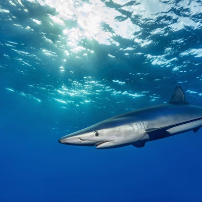 Ein Blauhai (Prionace glauca) schwimmt im sonnendurchfluteten Wasser. (Symbolbild) Auf Mallorca wurde ein vergleichbares Exemplar gesichtet.