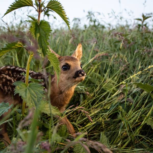 Rehkitze werden von ihren Müttern in der Wiese abgelegt.