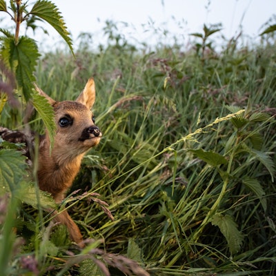 Rehkitze werden von ihren Müttern in der Wiese abgelegt.