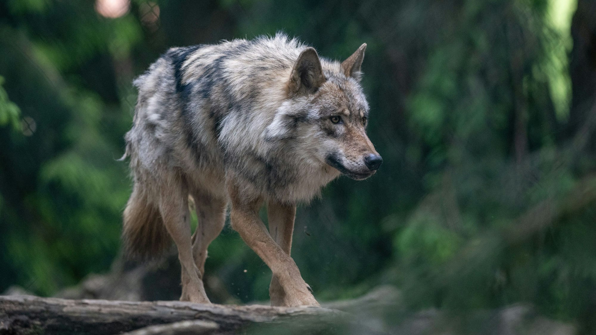 Ein Wolf spaziert im Bayerwald-Tierpark durch das Gehege.