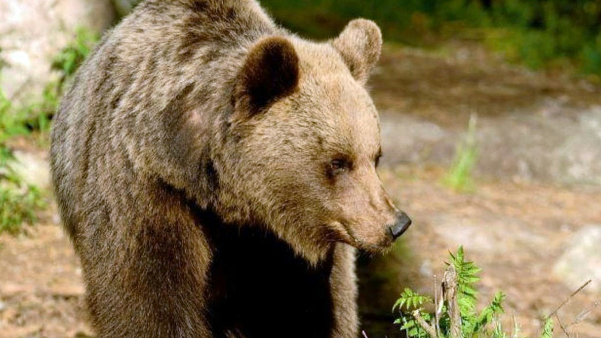 Ein Braunbär in der Region Trentino.