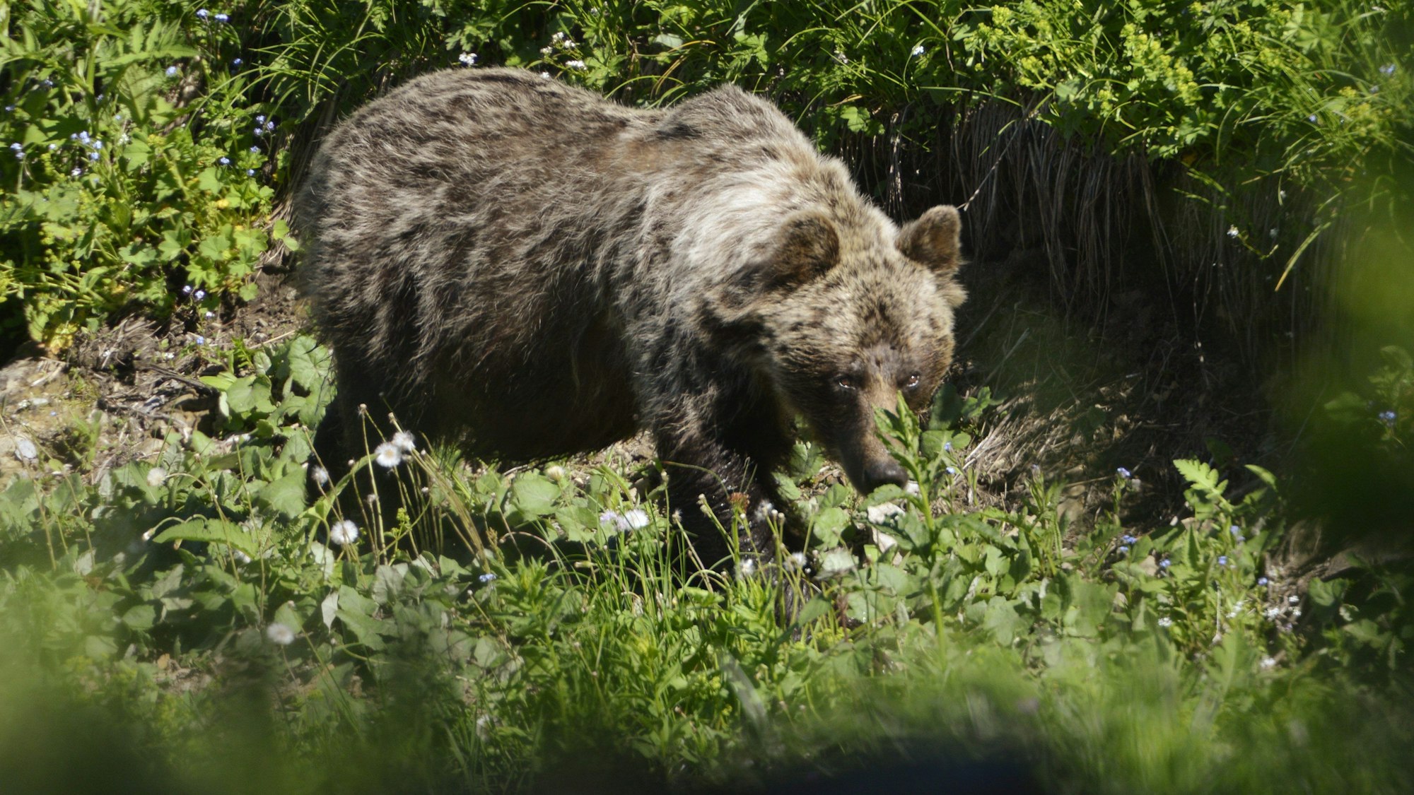 Ein Braunbär ist in einem Wald unterwegs.