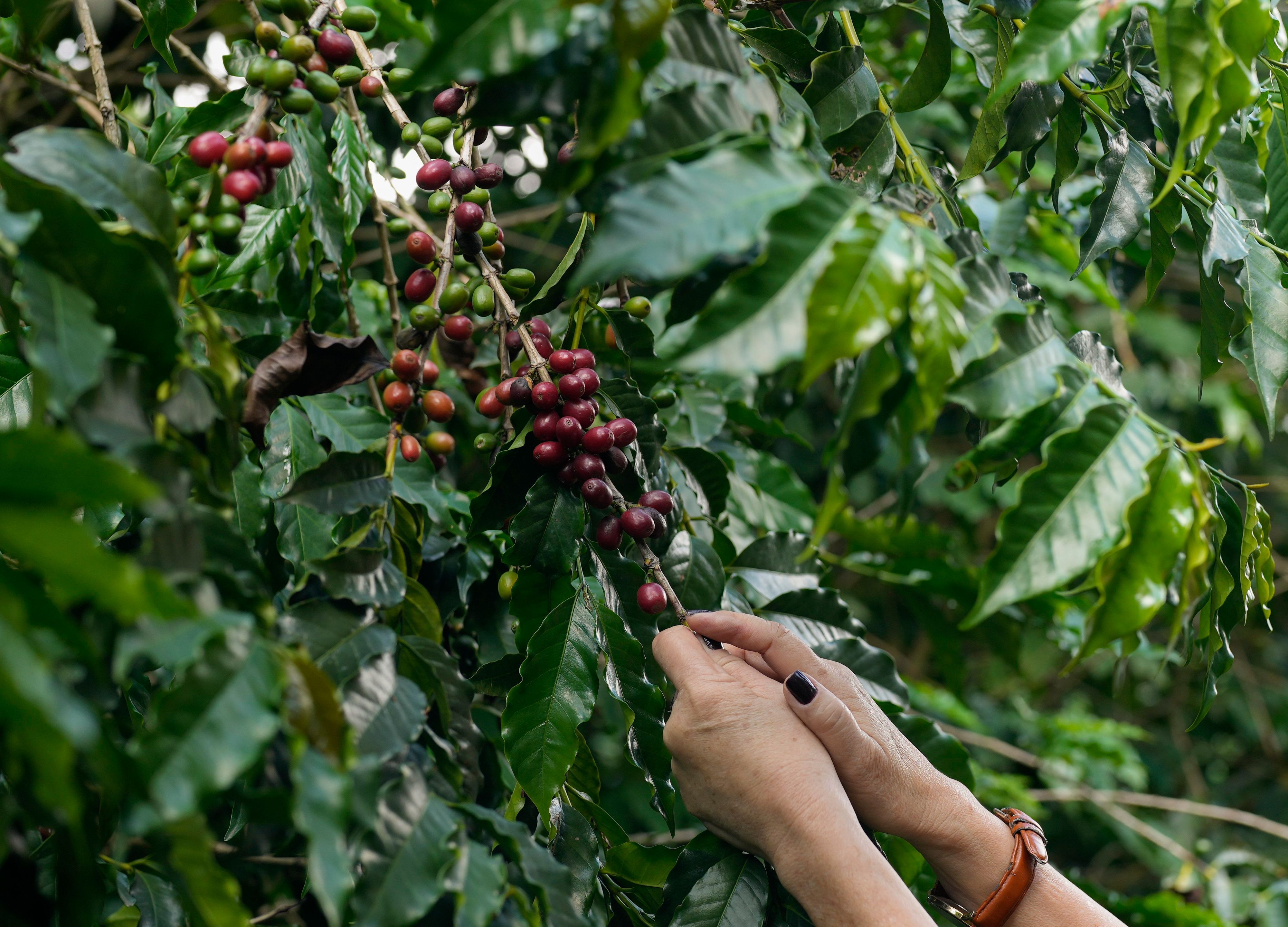 Kaffeebeeren werden auf einer Plantage geerntet.