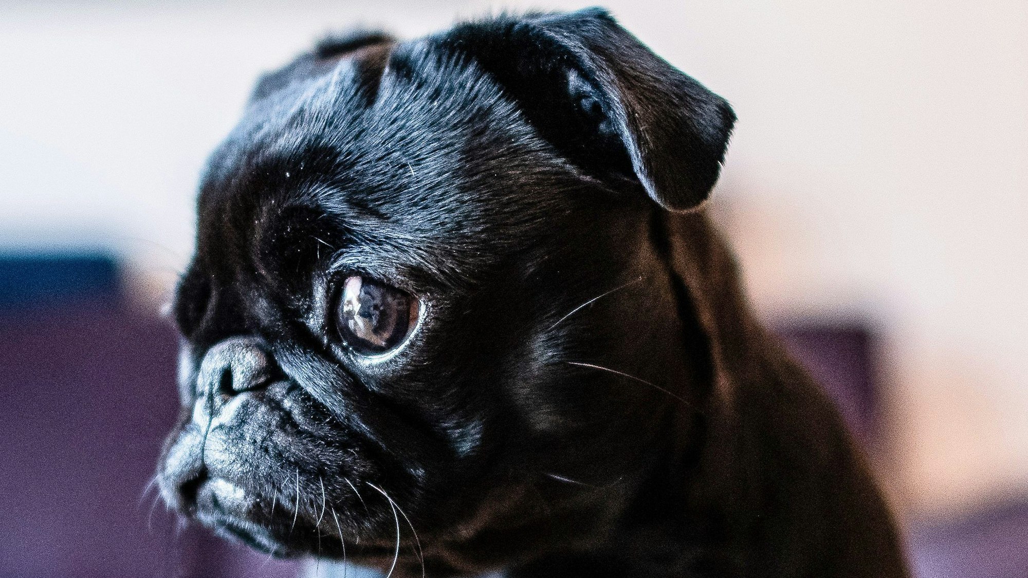 Ein schwarzer Mops in Nahaufnahme