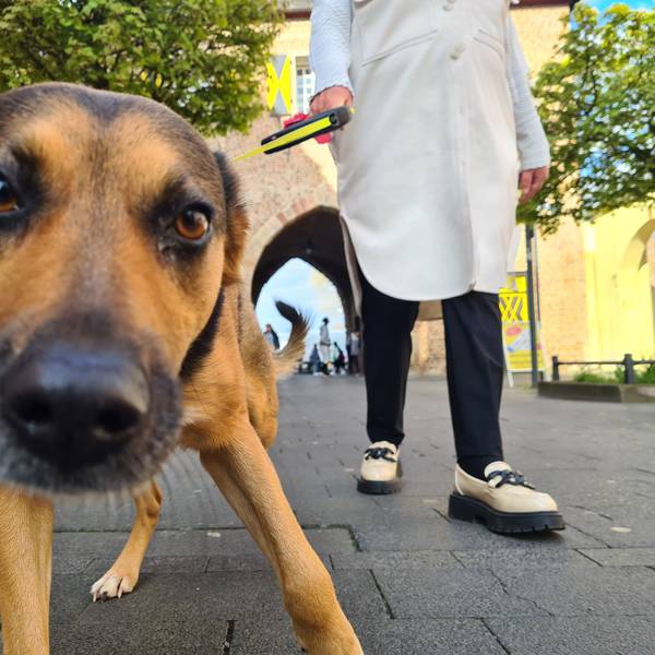 Ein Hund hält seine Nase in die Kamera.