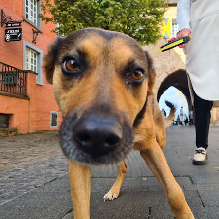 Ein Hund hält seine Nase in die Kamera.