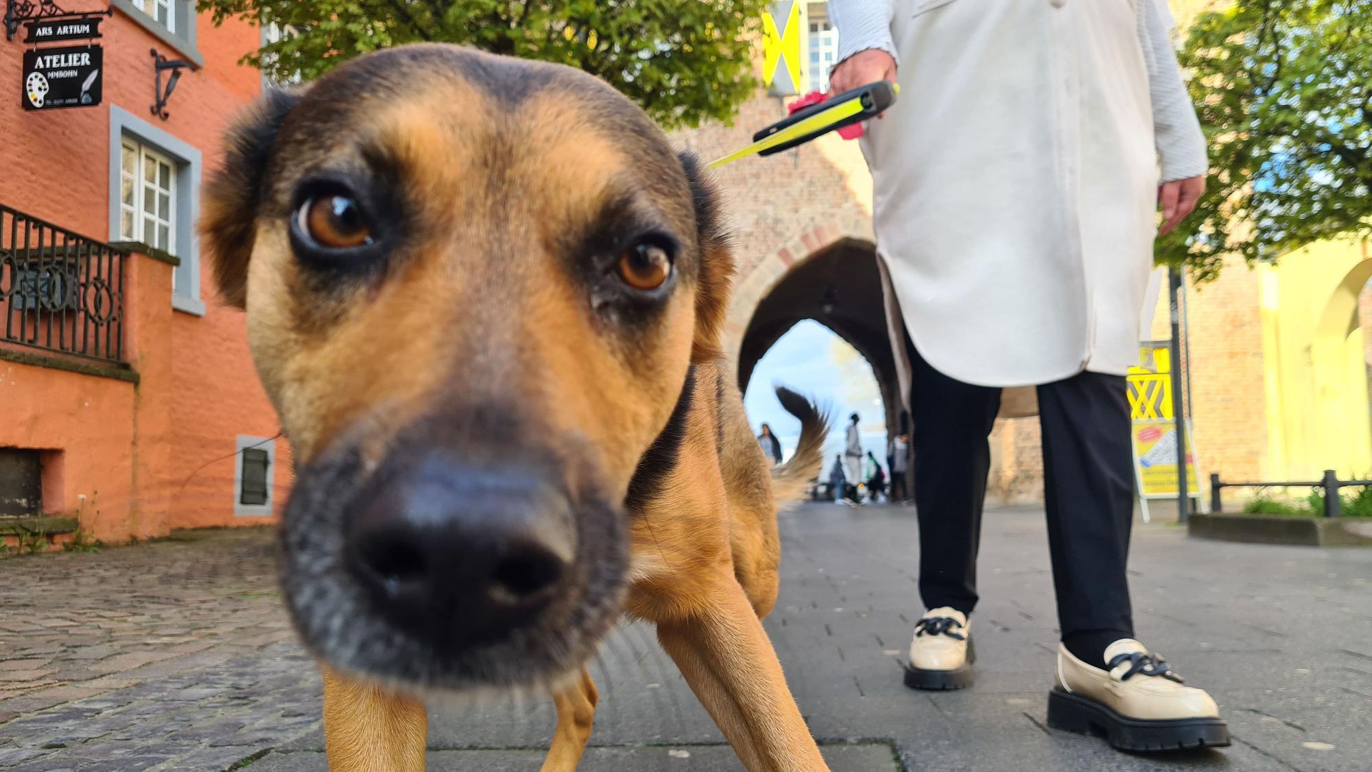 Ein Hund schaut in die Kamera-