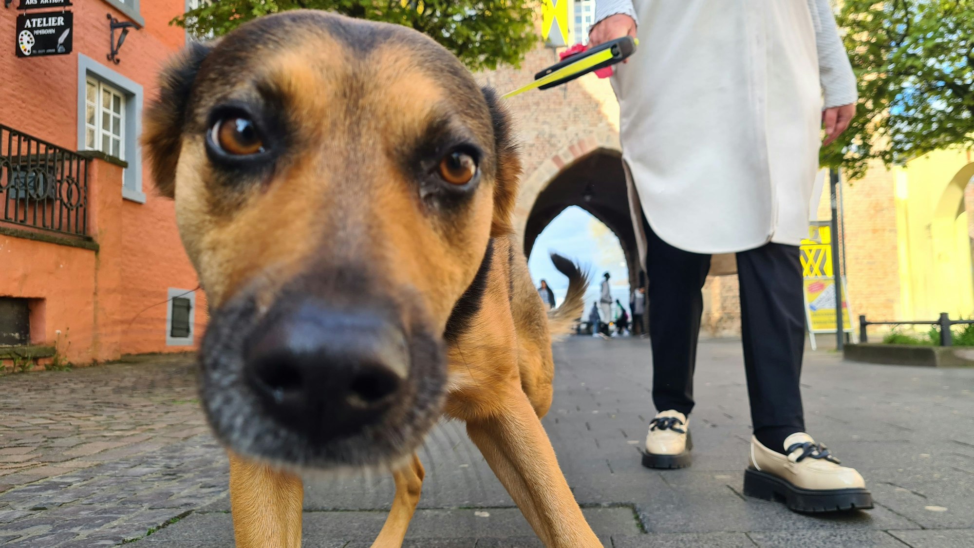 Das Foto zeigt die Hündin Ella. Sie ist natürlich ordnungsgemäß angemeldet.