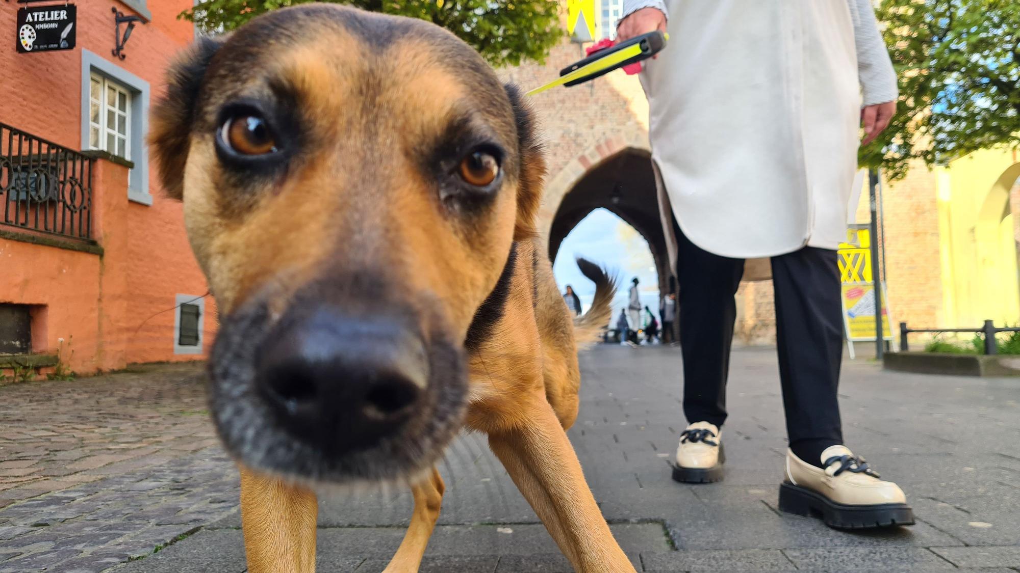 Ein Hund hält seine Nase in die Kamera.