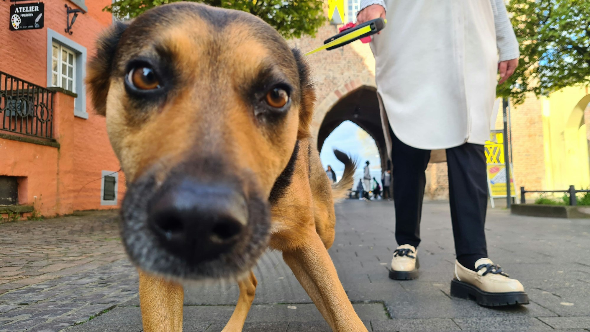 Ein Hund hält seine Nase in die Kamera.