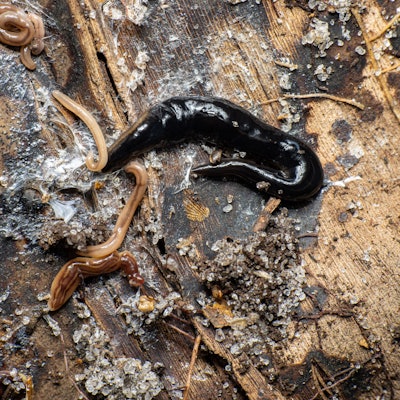 Ein Plattwurm, fotografiert in seinem natürlichen Lebensraum.