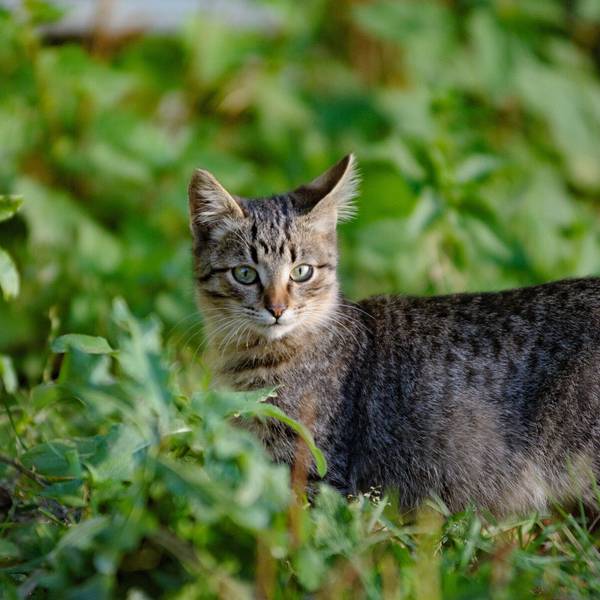 Eine verwilderte Hauskatze in der Natur. In Neuseeland sollten Kinder unter 14 Jahren verwilderte Katzen in einem Wettbewerb töten. (Archivbild)