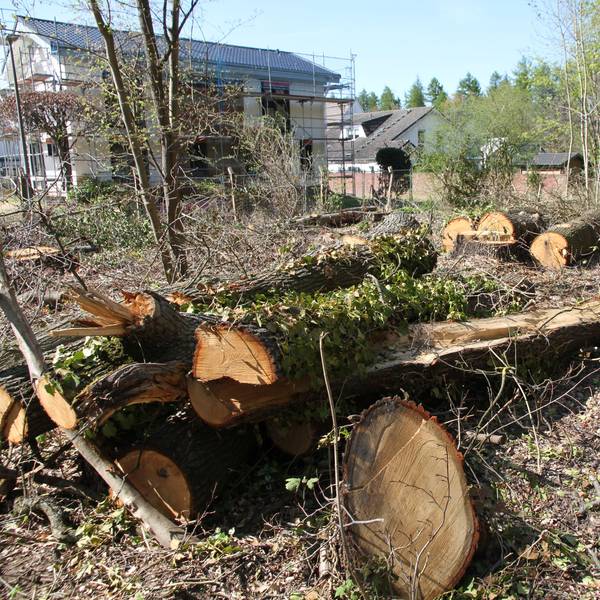 Baumstämme liegen gestapein einem Waldstück an der Carl-Schurz-Straße/Am Heckershof.