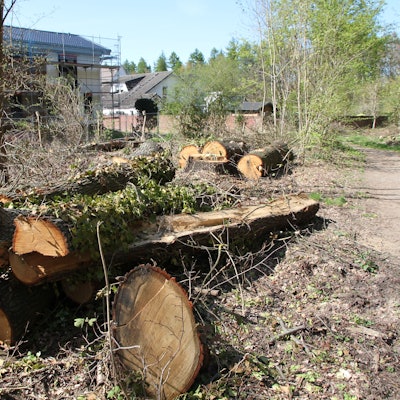 Baumstämme liegen gestapein einem Waldstück an der Carl-Schurz-Straße/Am Heckershof.