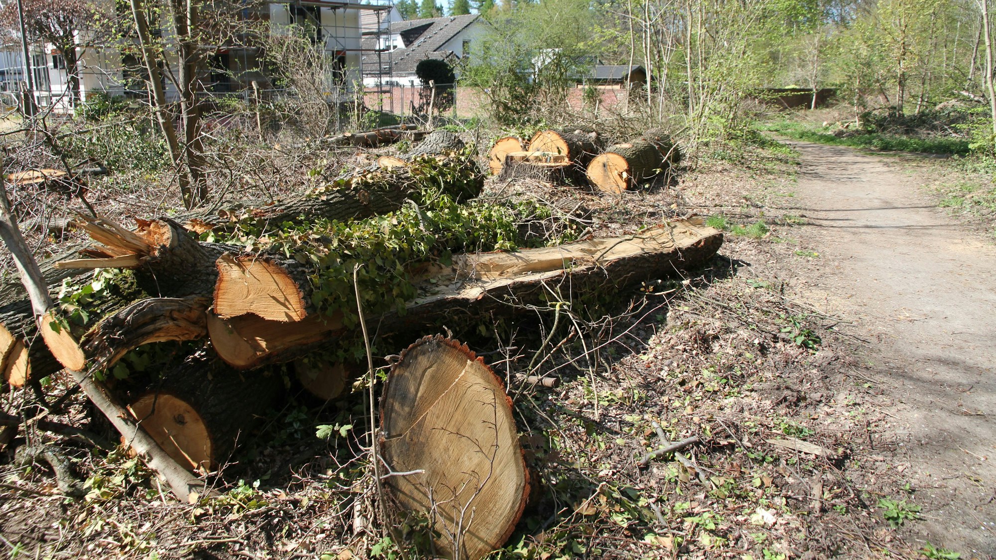 Baumstämme liegen gestapein einem Waldstück an der Carl-Schurz-Straße/Am Heckershof.