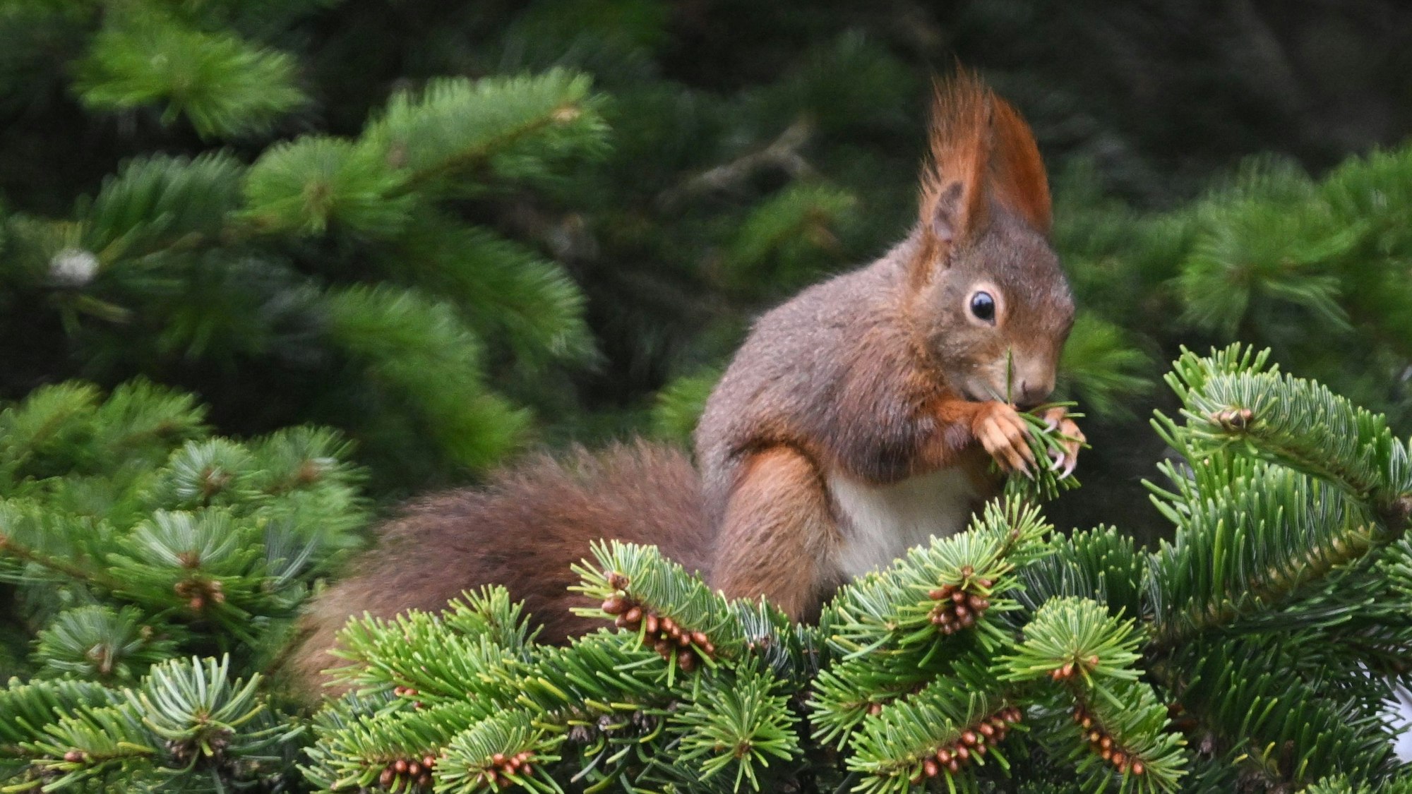 Ein Eichhörnchen sitzt auf einem Ast. Gerade ist eine gute Zeit, um die Tiere zu beobachten.