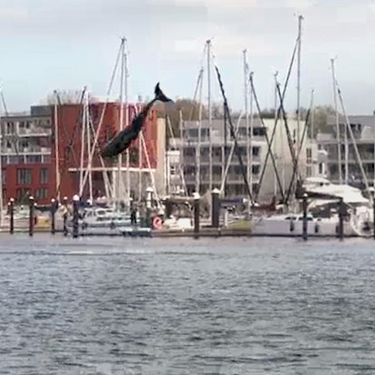 Ein mutmaßlicher Delfin springt in hohem Bogen in der Lübecker Bucht aus dem Wasser.