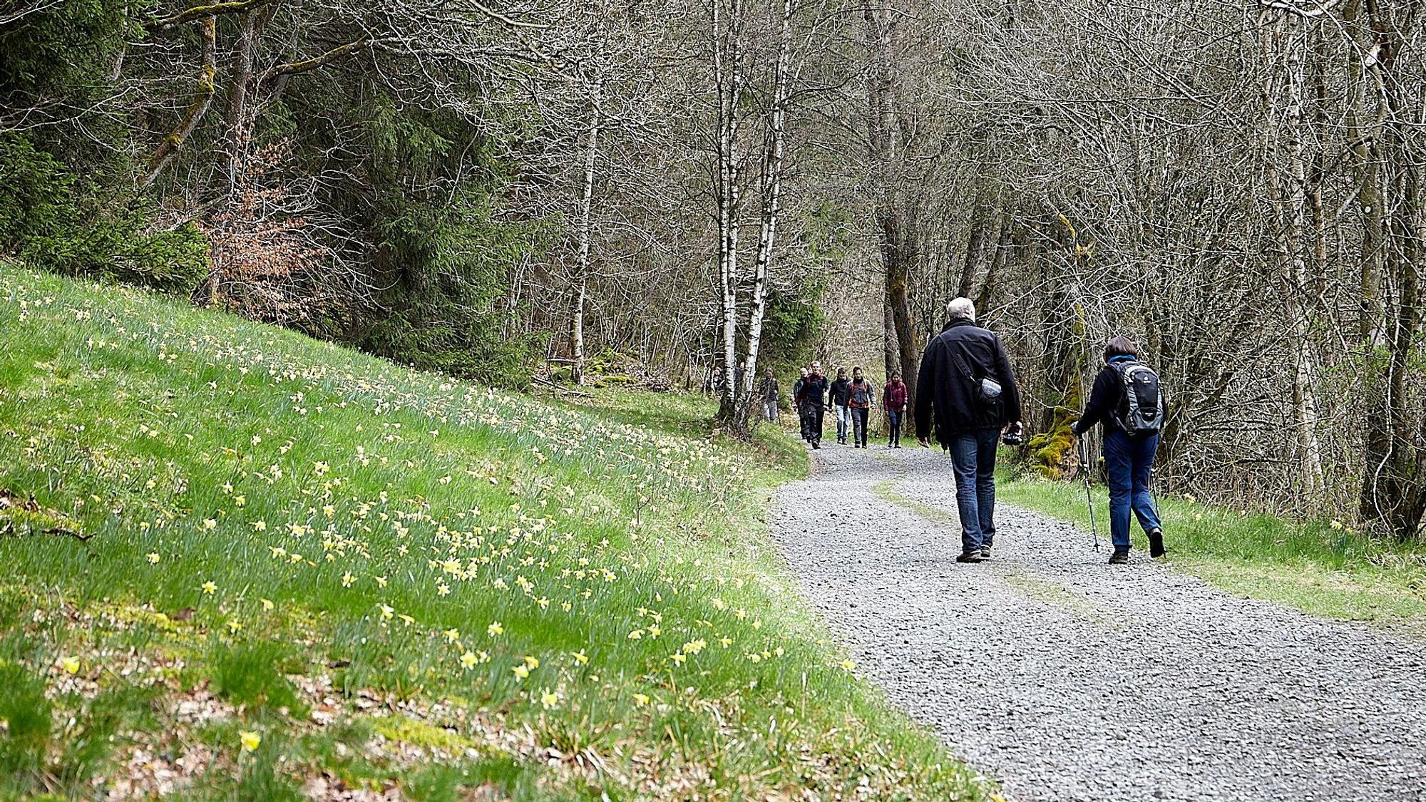 Wanderer an den Narzissenwiesen.