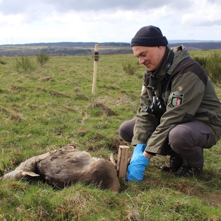 Projektbetreuer und Forscher Sönke Twietmeyer aus der Nationalparkverwaltung Eifel installiert in der Nähe des ausgelegten Kadavers eine Fotofalle, um so die vom Aas profitierenden Arten zu erfassen.