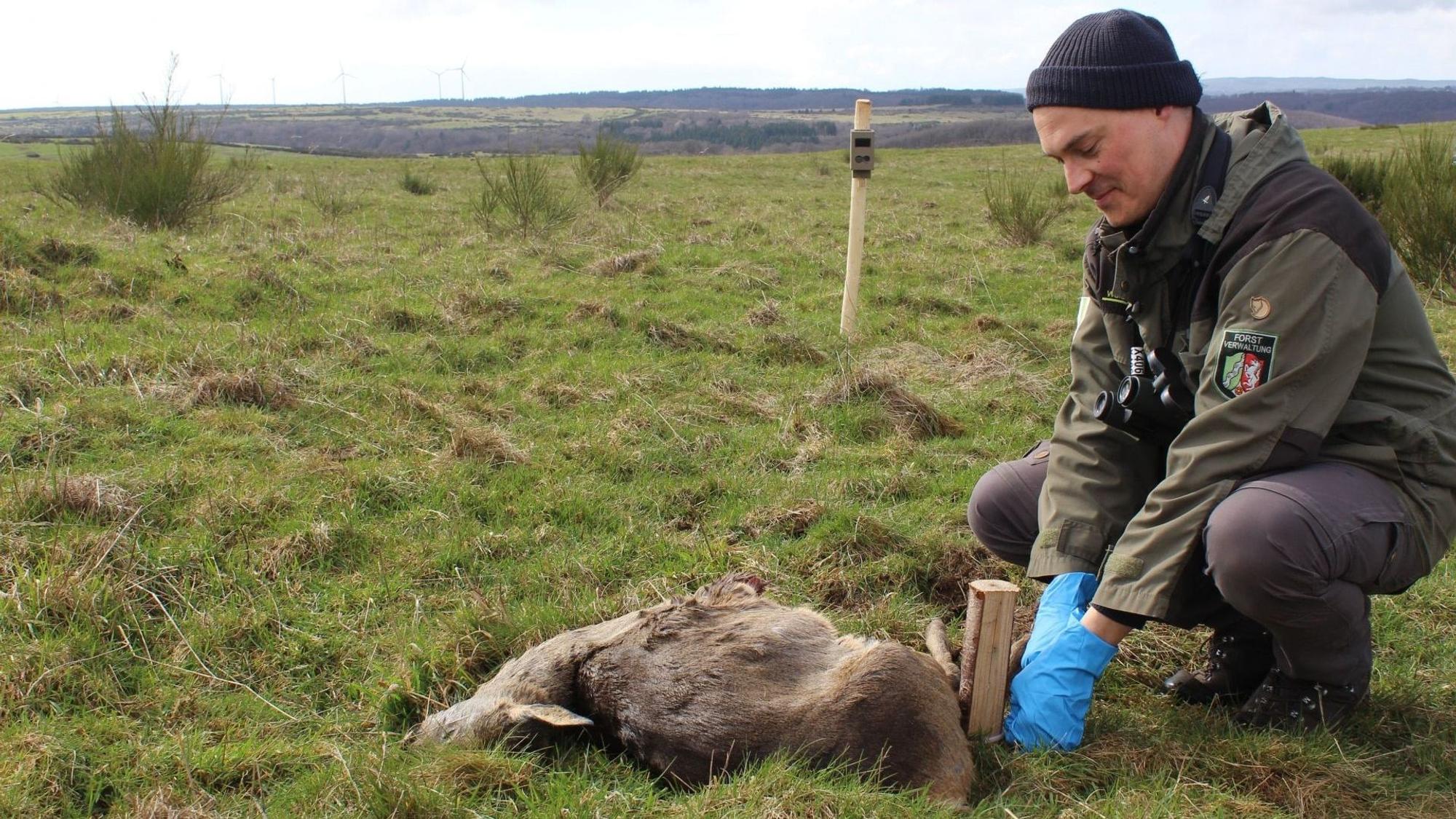 Projektbetreuer und Forscher Sönke Twietmeyer aus der Nationalparkverwaltung Eifel installiert in der Nähe des ausgelegten Kadavers eine Fotofalle, um so die vom Aas profitierenden Arten zu erfassen.