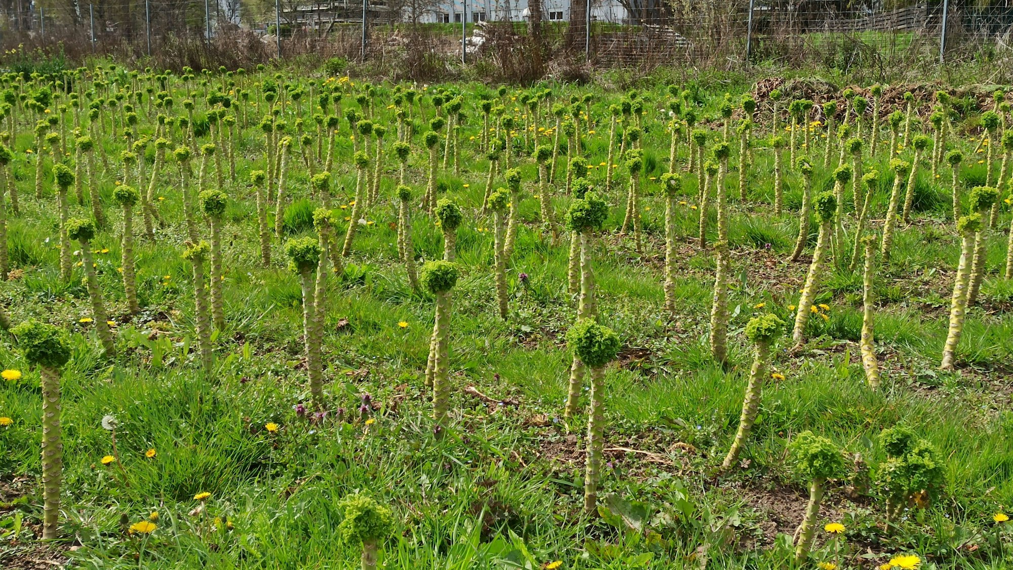 20. April 2023. Alfter. Der Grünkohl auf dem Solawi-Feld bei Oedekoven ist abgeerntet, nun kommen andere Gemüse- und Obstsorten der Saion an die Reihe. Foto: Frank Engel-Strebel