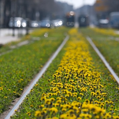 Löwenzahn blüht im Gleisbett. Teile des Nahverkehrs in Deutschland werden wieder bestreikt (Symbolbild).