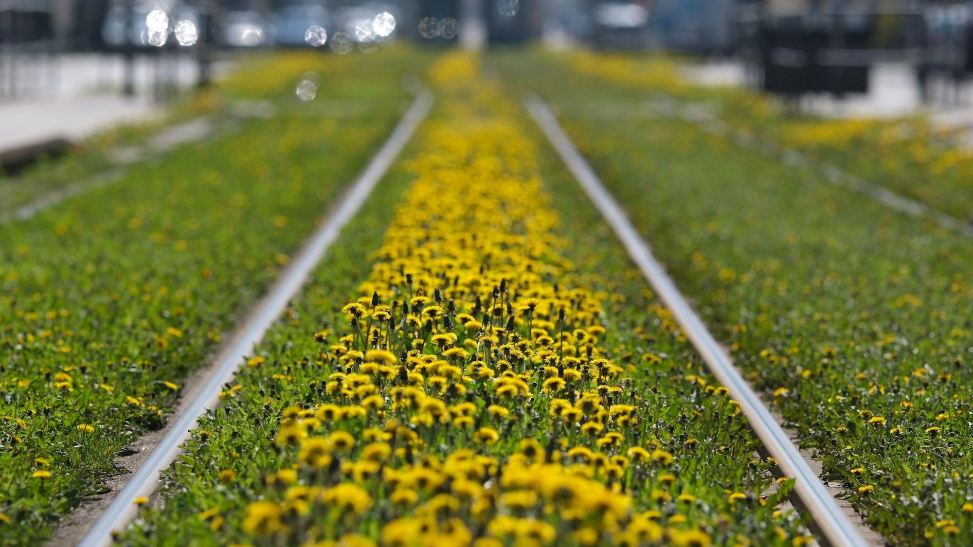 Löwenzahn blüht im Gleisbett. Teile des Nahverkehrs in Deutschland werden wieder bestreikt (Symbolbild).