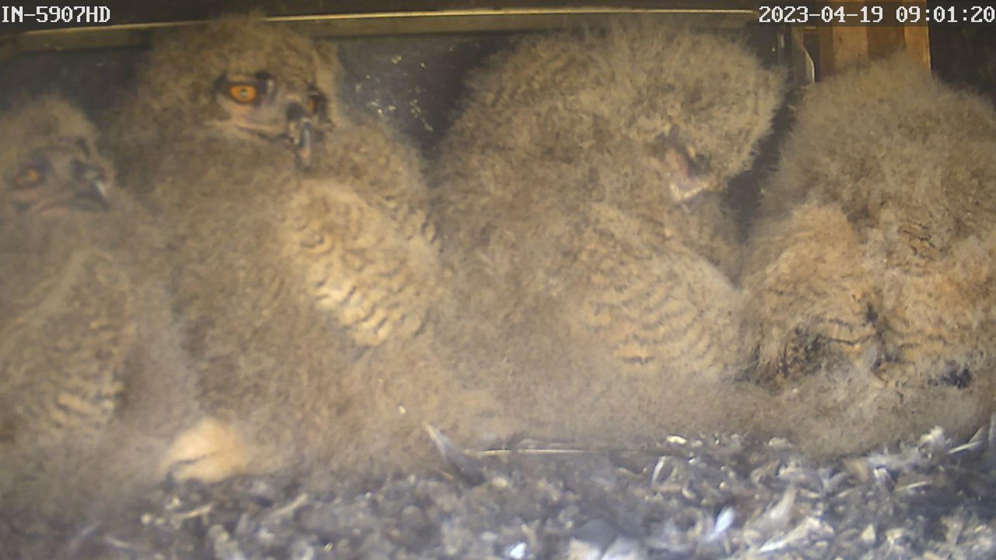 Webcam-Aufnahme der vier Uhu-Küken im Brutkasten.