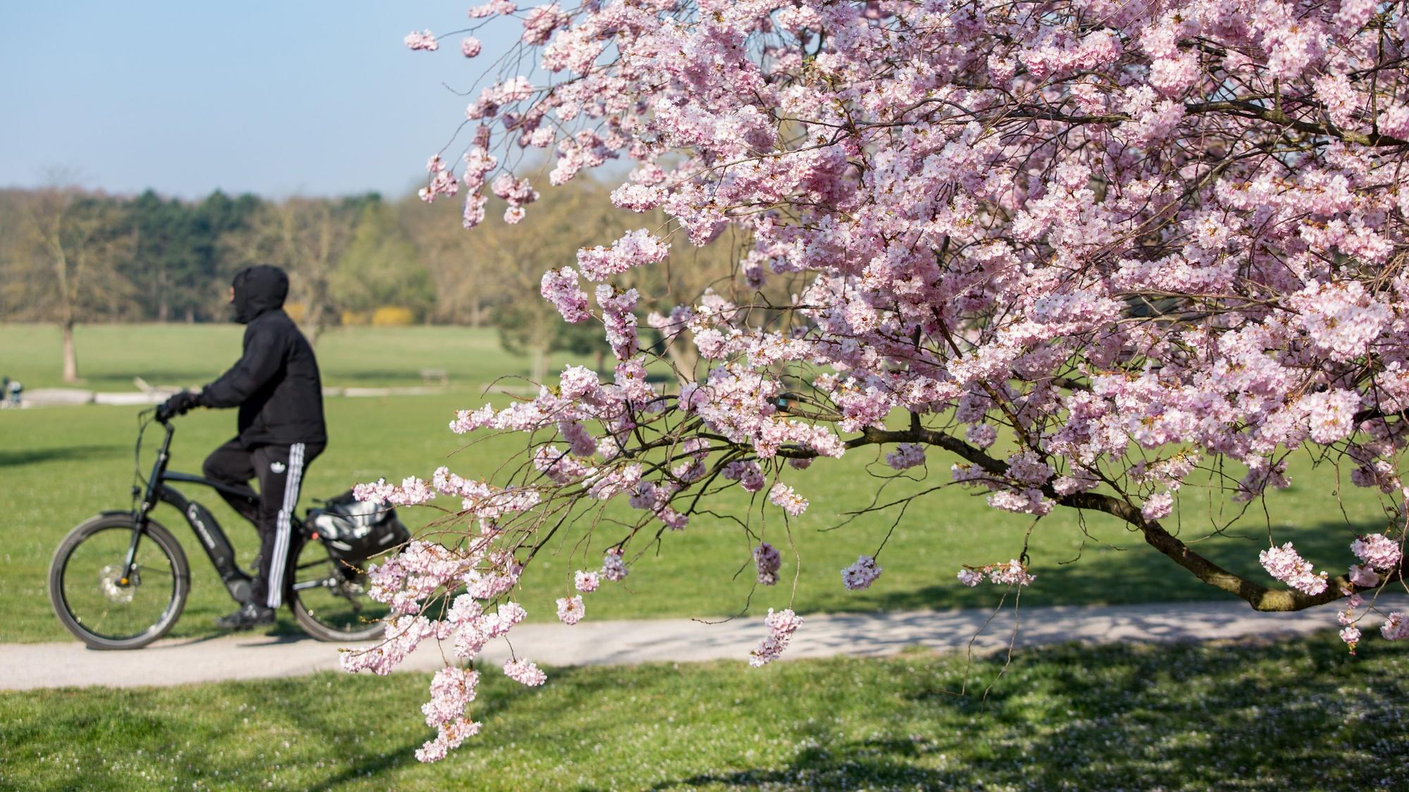 Ein blühender Frühlingsbaum mit tollen Kirschblüten