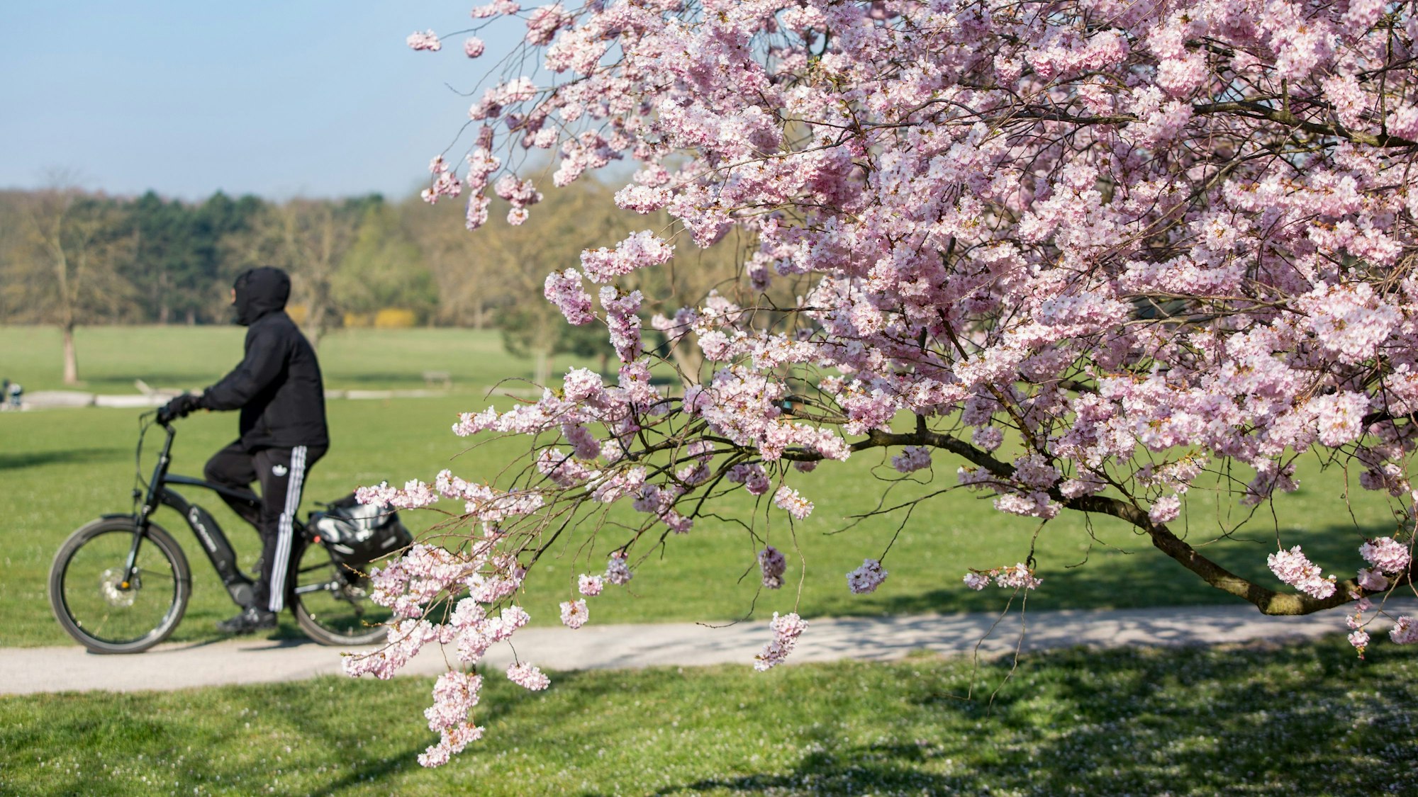 Ein blühender Frühlingsbaum mit tollen Kirschblüten