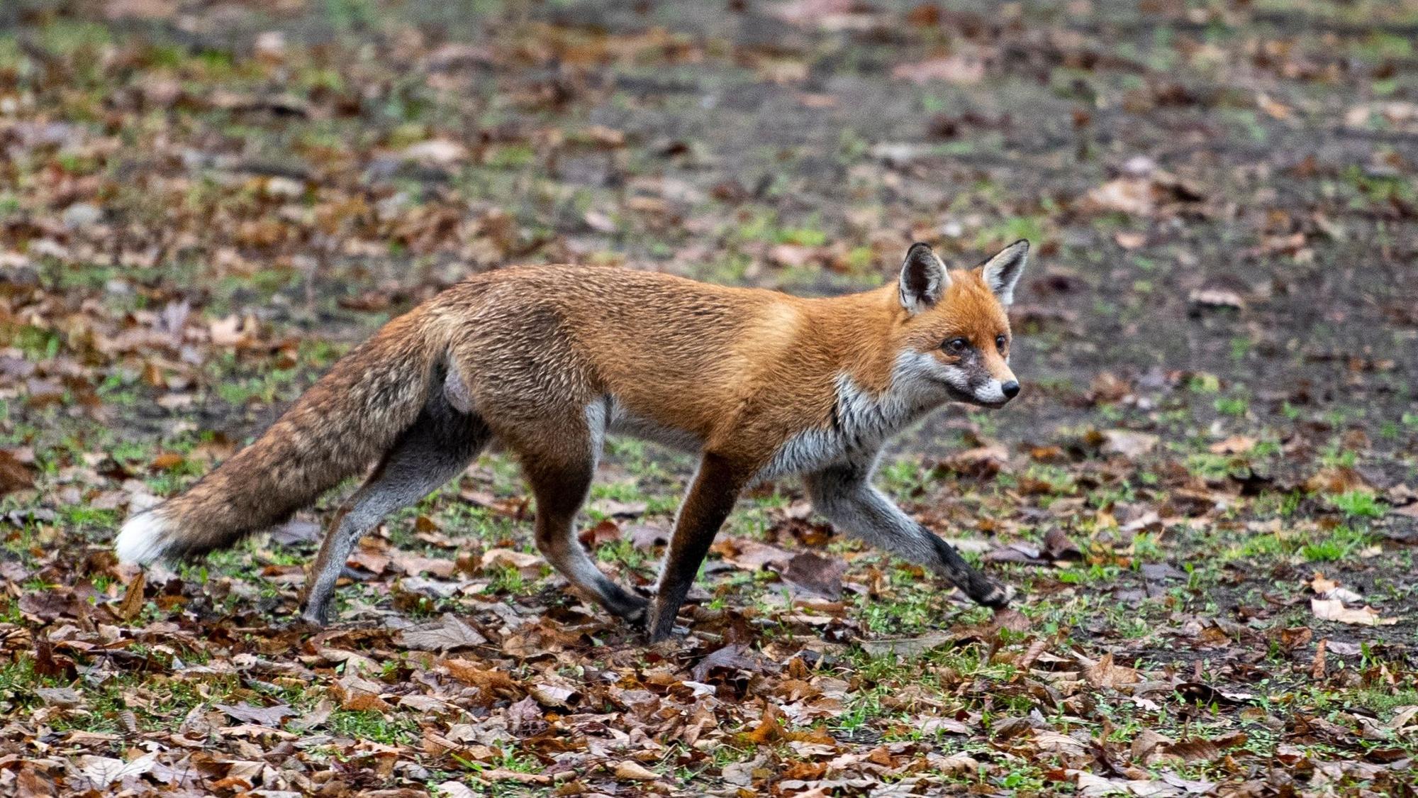 Ein Fuchs läuft durch einen Park in Berlin.