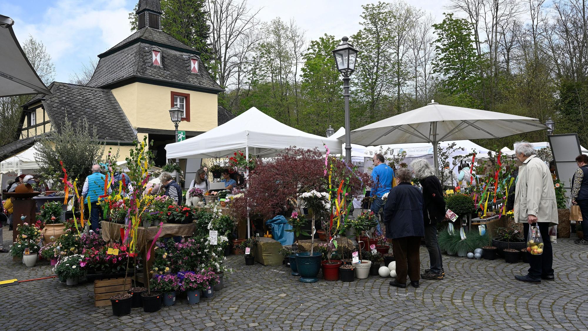 Ein Blumenmeer aus Margeriten, Tulpen und Narzissen zieht im Hof von Schloss Eulenbroich die Blicke auf sich.