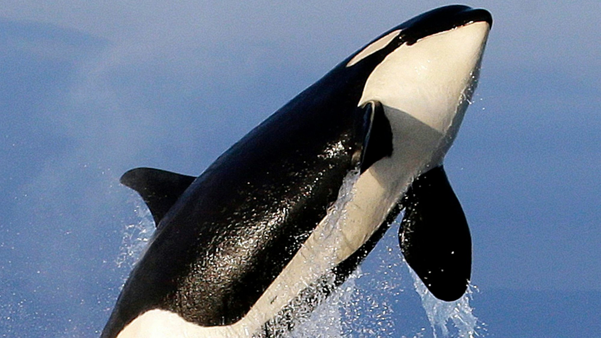 Ein schwarz-weißer Orca, auch Killerwal genannt, springt aus dem Meer.