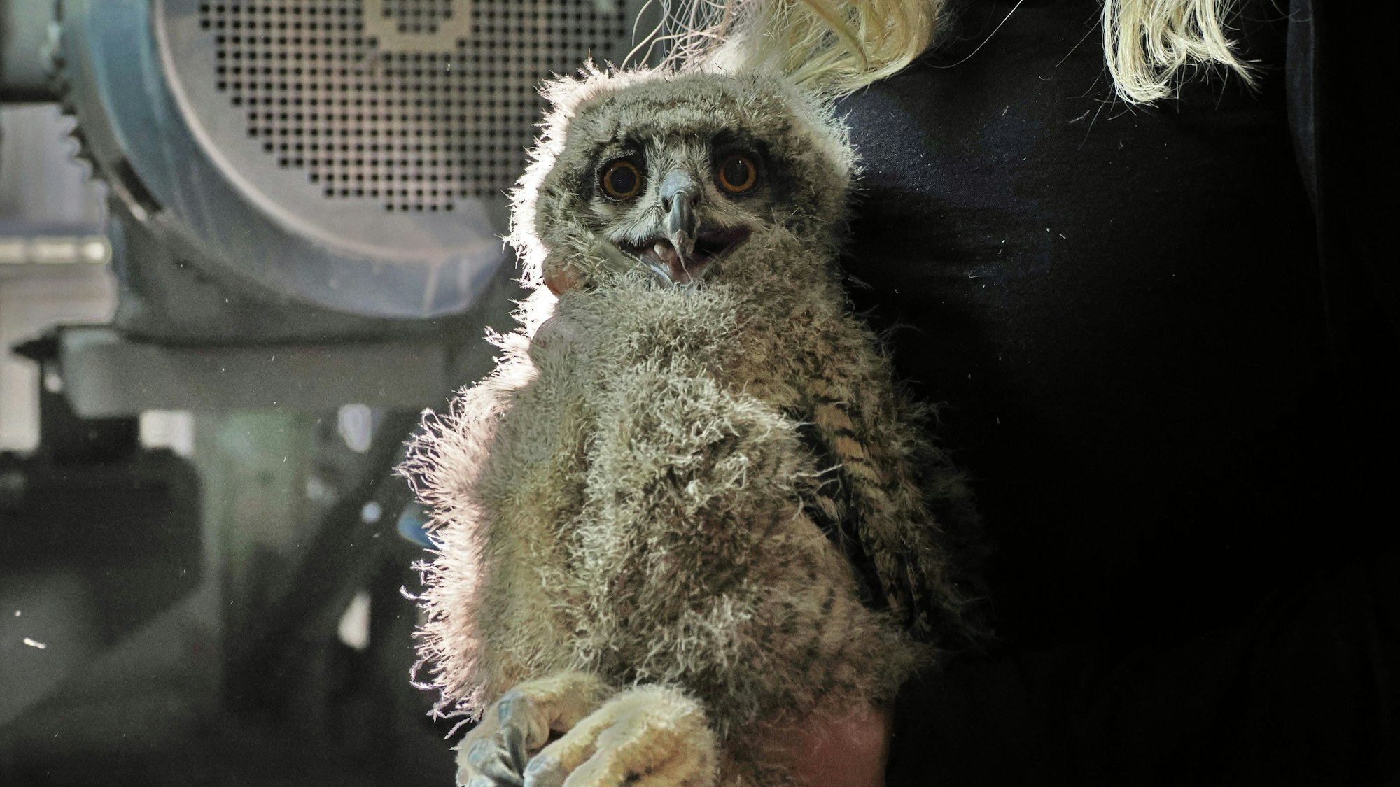 Die Biologin der Quarzwerke, Britta Franzheim, mit einem der Küken.