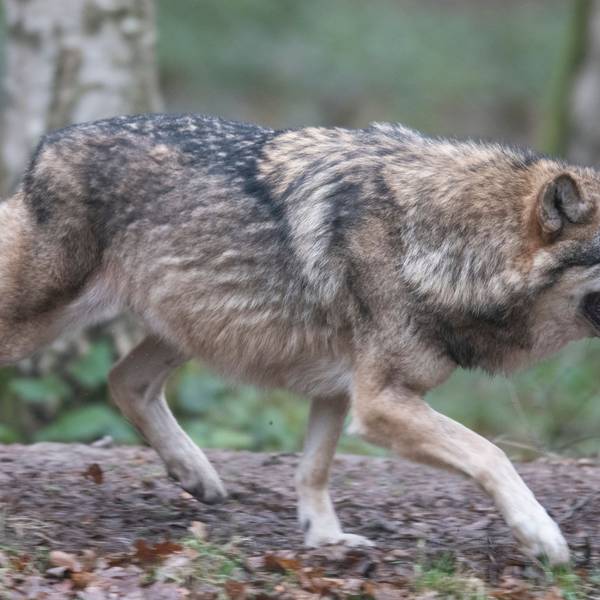 Ein Wolf läuft durch ein Freigehege in einem Wildpark.