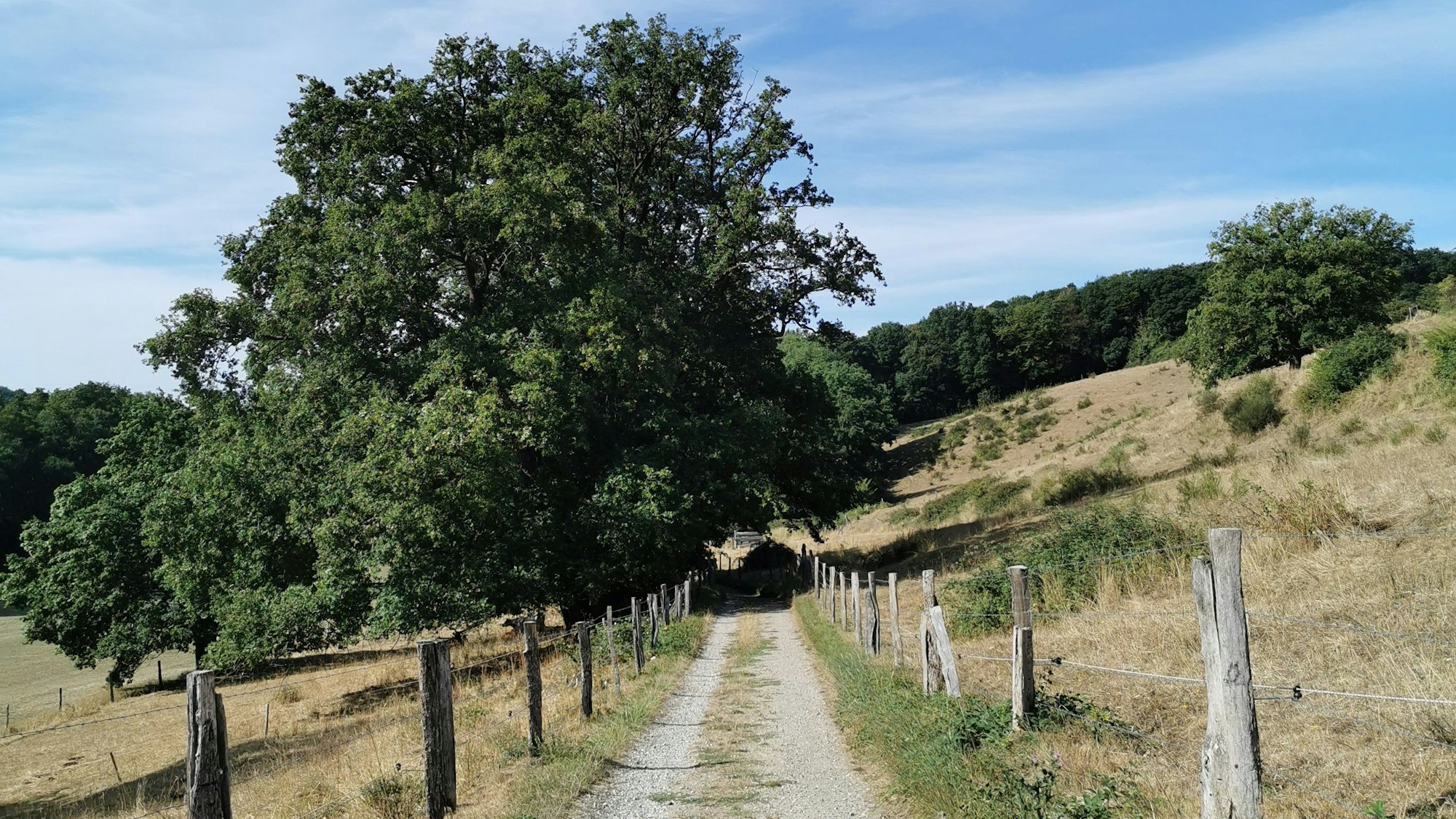 Feldweg zwischen zwei Weiden.