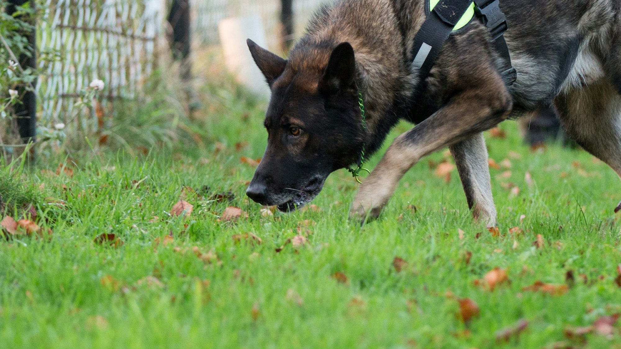 Ein Schäferhund schnuppert im Gras.