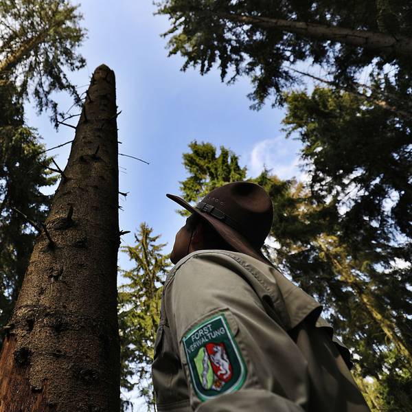 Der Ranger Aaron Gellern blickt am im Nationalpark Eifel in Gemünd (Nordrhein-Westfalen) in den Wald.