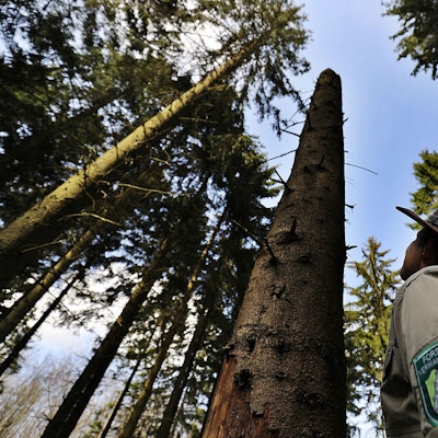 Der Ranger Aaron Gellern blickt am im Nationalpark Eifel in Gemünd (Nordrhein-Westfalen) in den Wald.