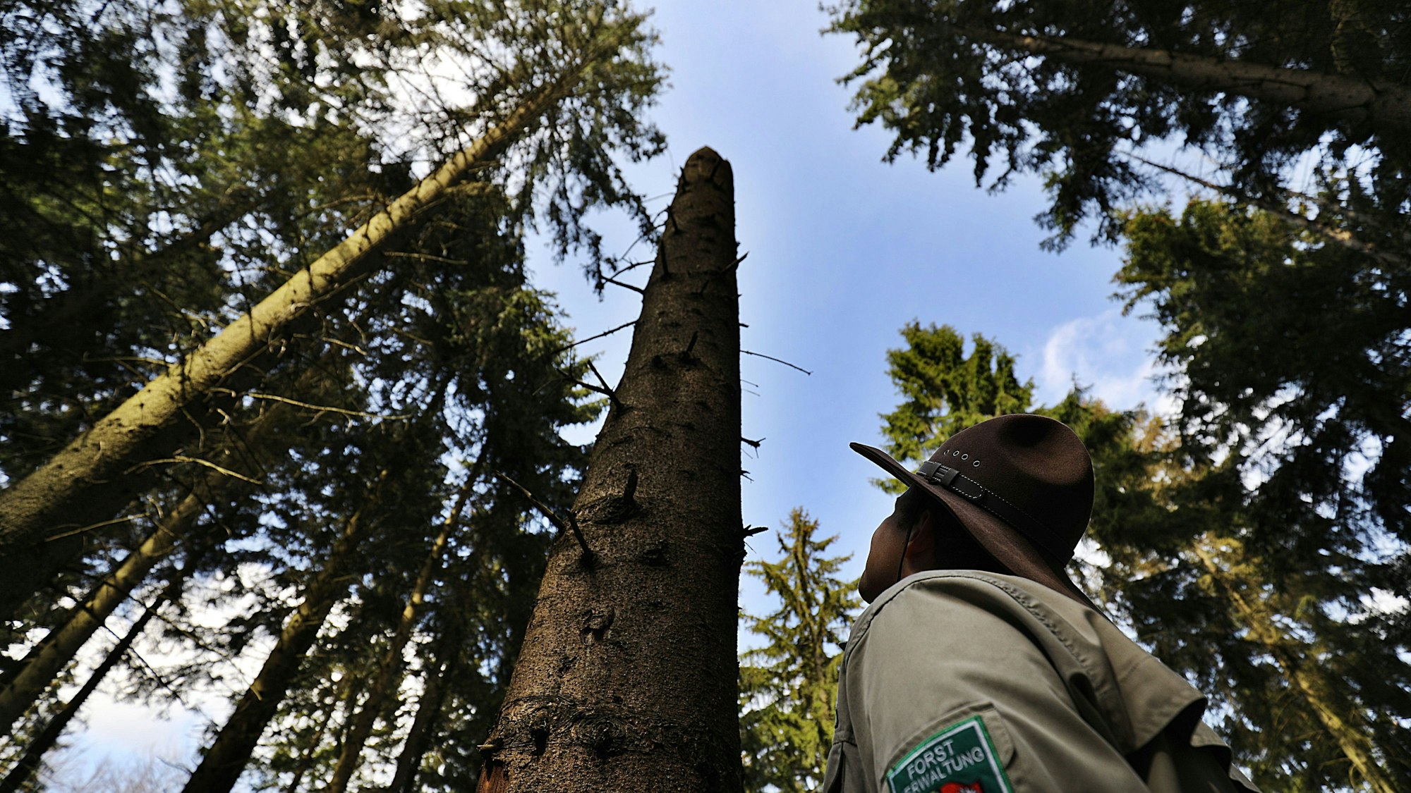 Der Ranger Aaron Gellern blickt am im Nationalpark Eifel in Gemünd (Nordrhein-Westfalen) in den Wald.