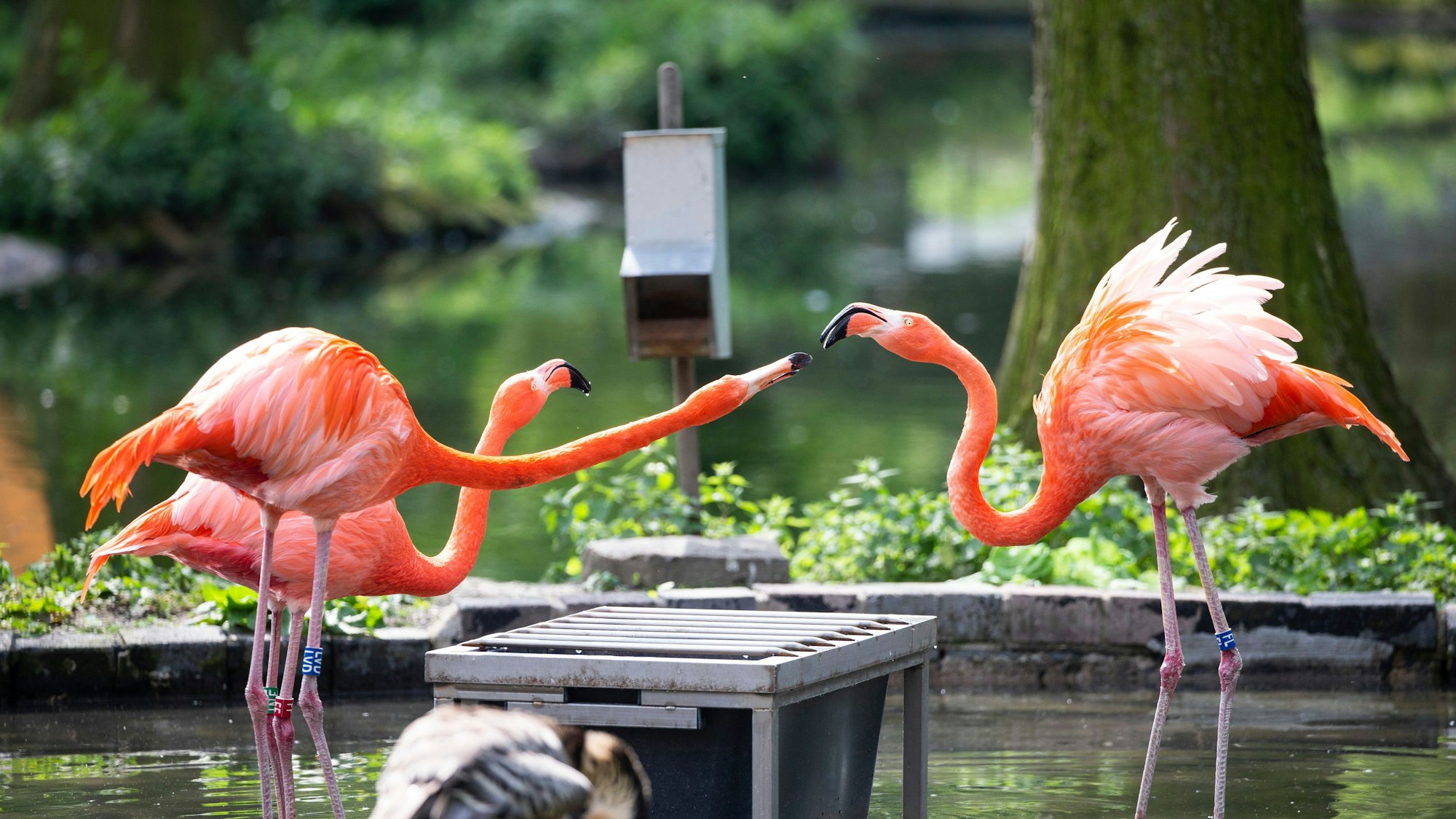Die Sonne lockt die Tiere raus: Im Kölner Zoo tanzen die Flamingo