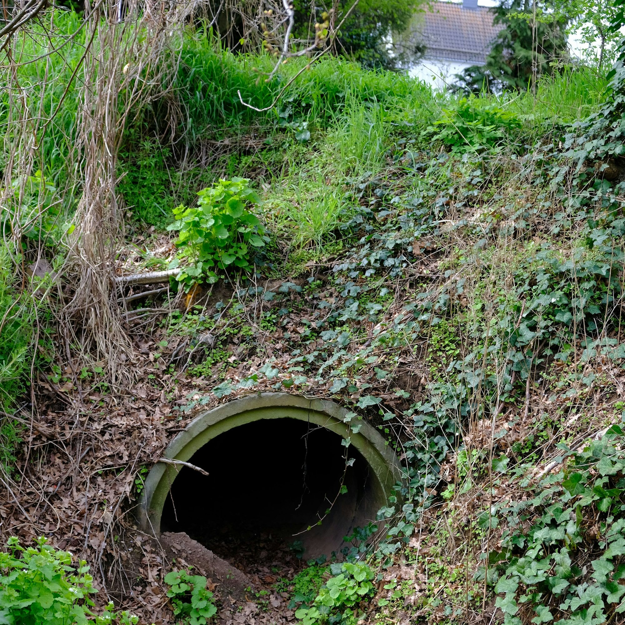 Zu sehen ist die Öffnung einer Betonrohrleitung, die durch den Damm führt.