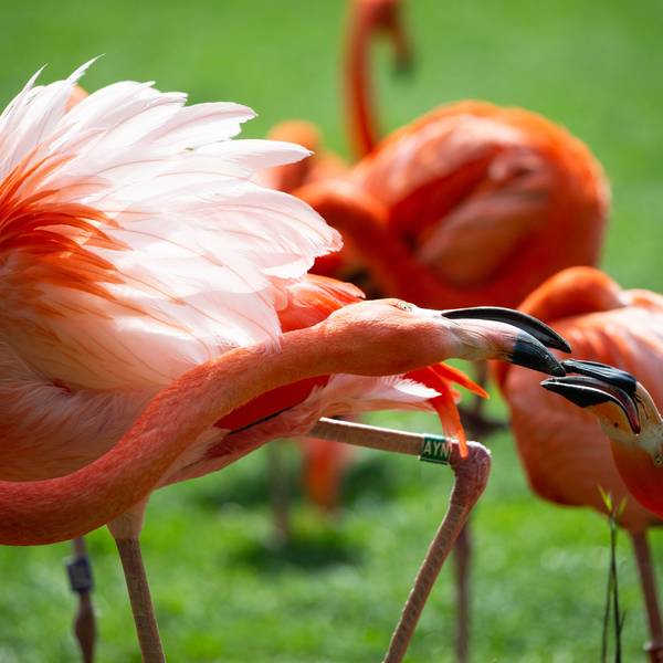 Die Flamingos durften wieder in den Weiher.
