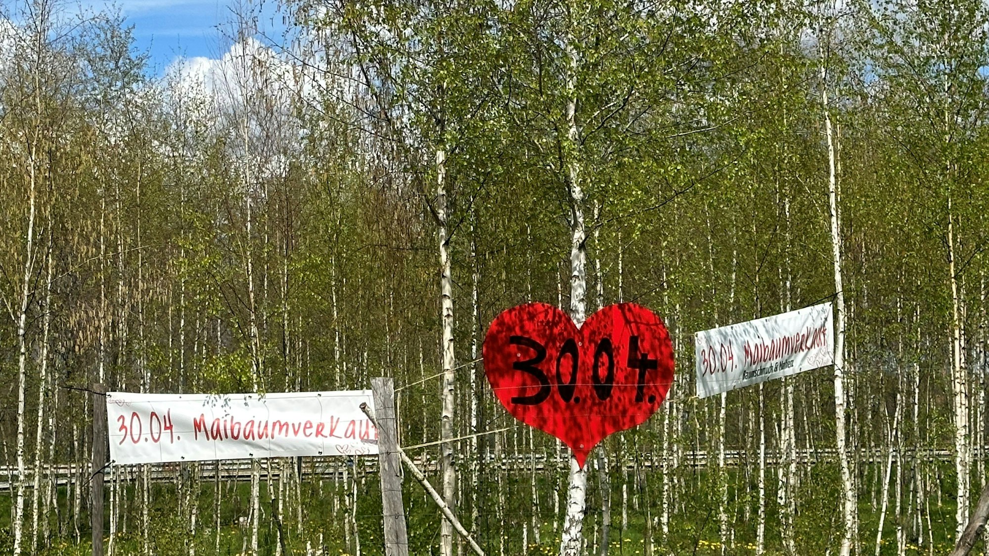 Werbeschilder zum Maibaumverkauf vor einem Birkenwald.